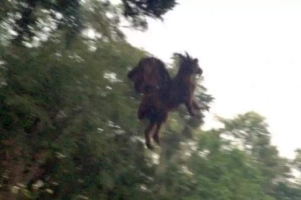 Is This An Actual Photo Of The Jersey Devil?
