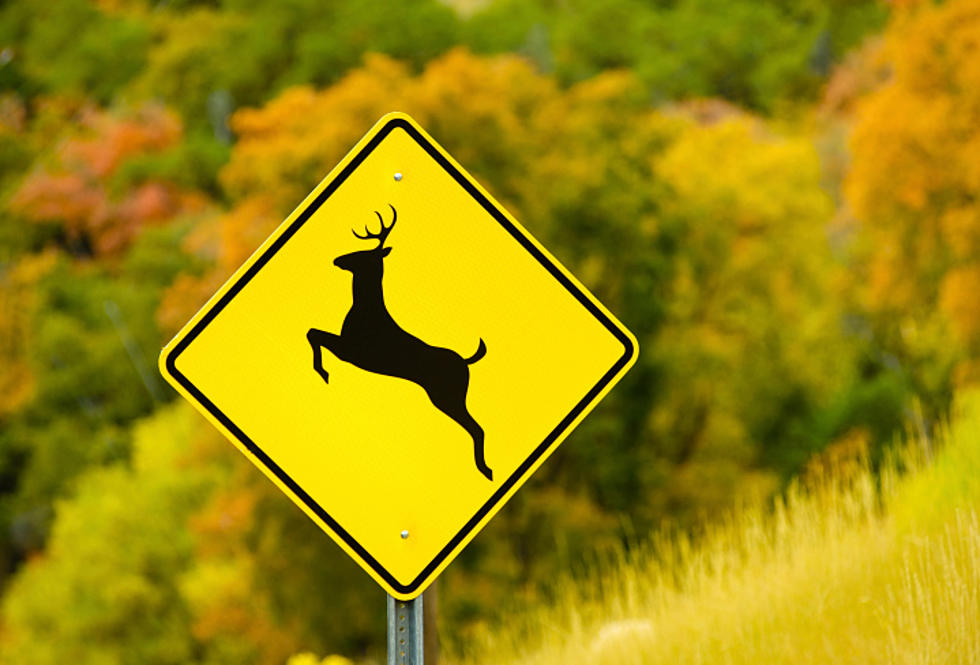 Motorists Warned as Deer Mating Season is Underway in New Jersey