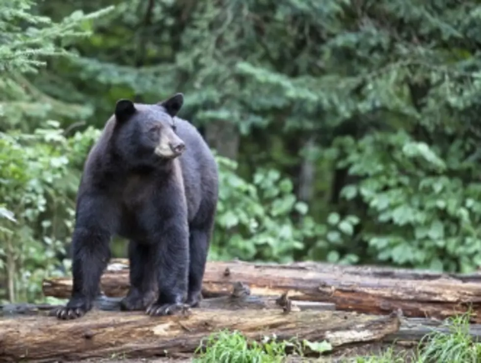 What To Do with Pedals New Jersey’s “Bipedal Bear” [VIDEO]