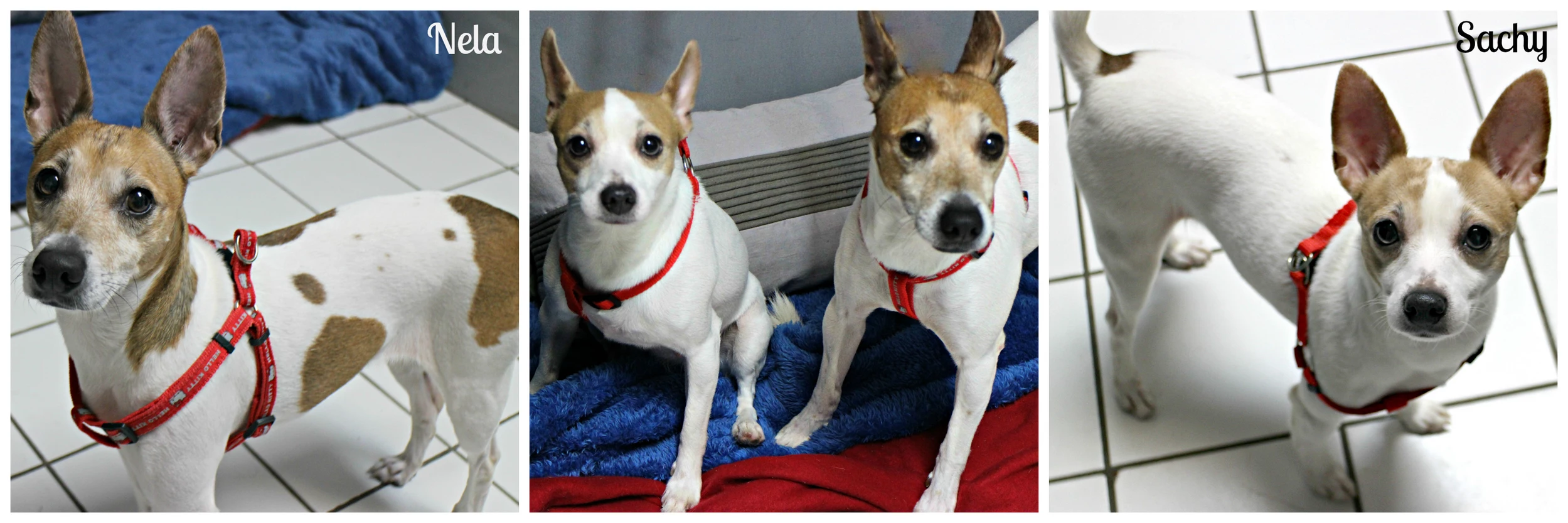 Shawn & Sue's Ocean County Pet of the Week