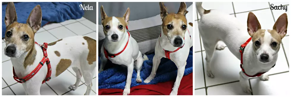 Shawn & Sue’s Ocean County Pet of the Week