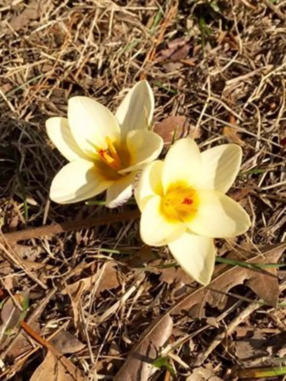 Signs Of Spring In Ocean County