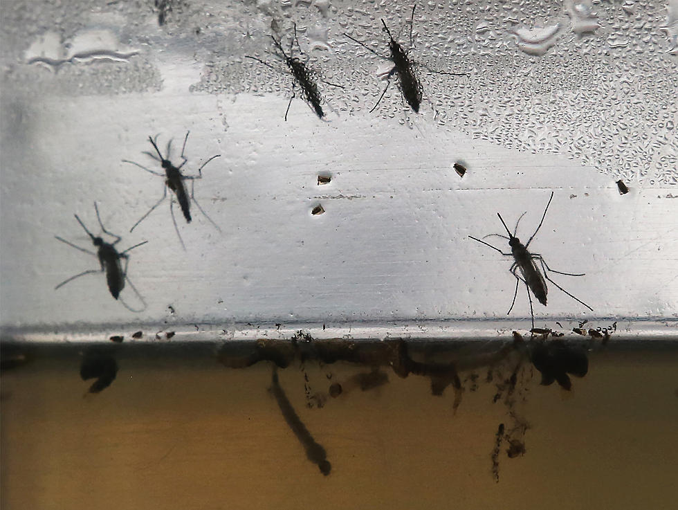 Will May&#8217;s wet start breed more Jersey mosquitoes?