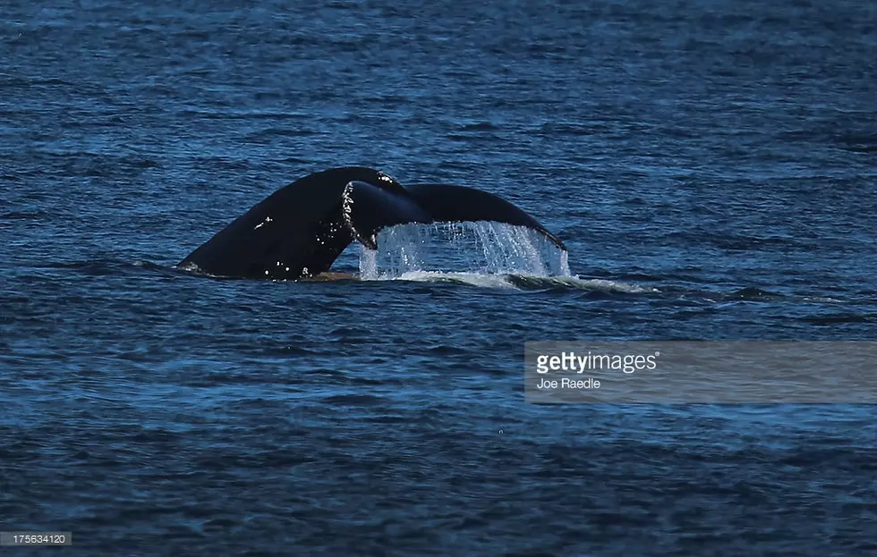 Jersey Shore Whale Sightings [VIDEO]