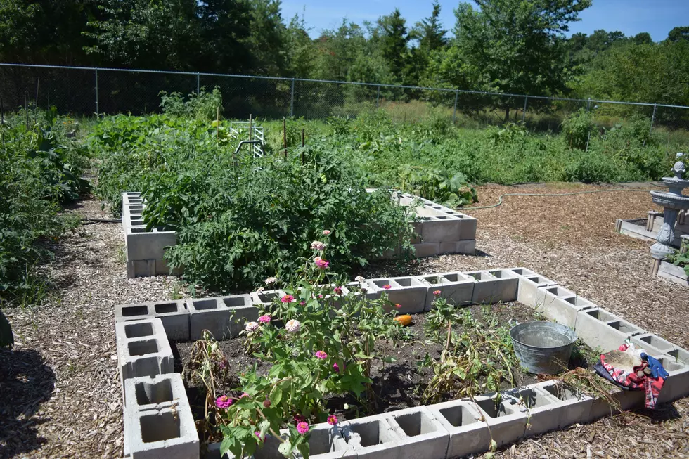 Berkeley Township volunteers turn wasteland into farmland