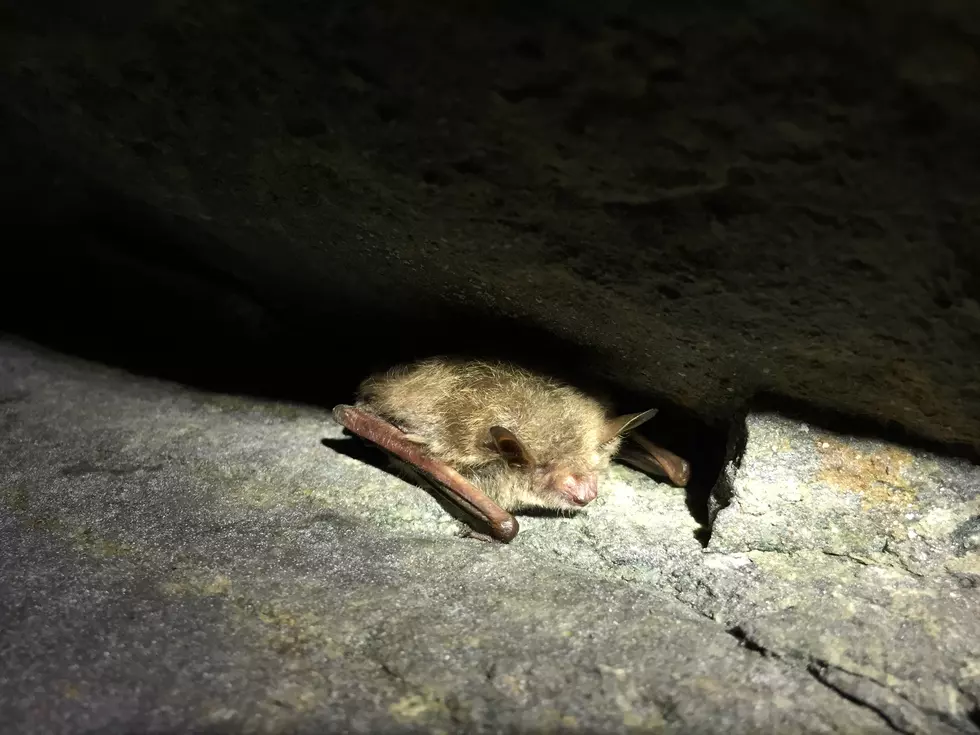 NJ cave bats nearly wiped out from fungus that turns their wings to &#8216;Swiss cheese&#8217;