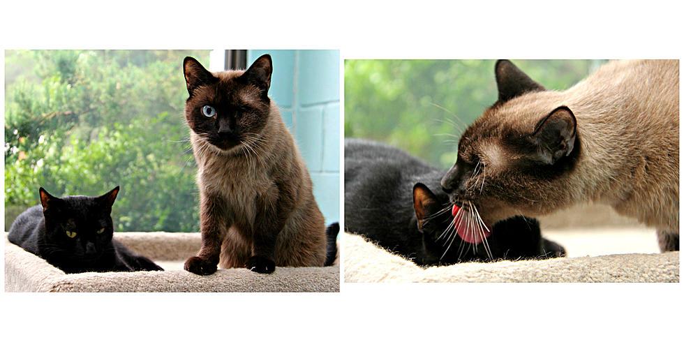 Shawn and Sue’s Ocean County Pet of the Week-Mika and Midnight