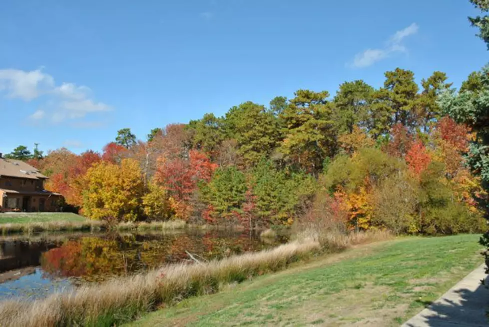 Are You Seeing Any Good Fall Colors In Ocean County?