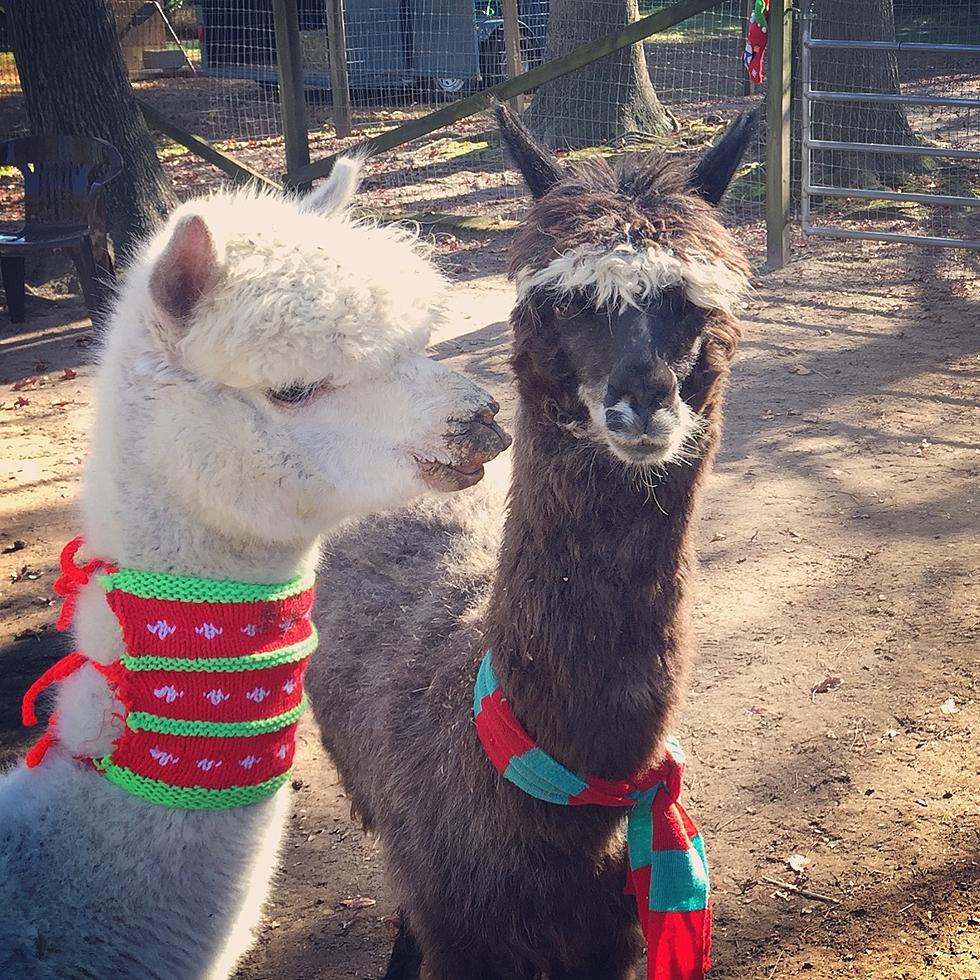 Spring Break Yoga with the Alpacas in Waretown, NJ