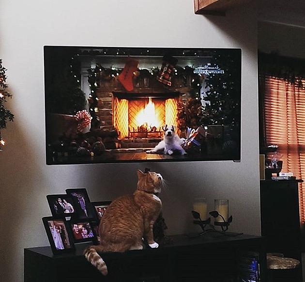 Have You Seen the Yule Log with Puppies and Kittens!
