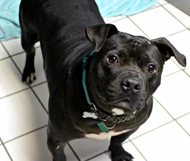 Ocean County Dog Has Been in Shelter Over 610 Days &#8211; Needs Christmas Miracle Family!