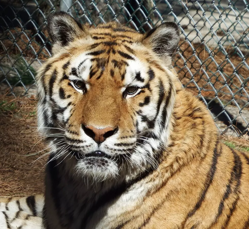 Good News for Caesar the Tiger at the Popcorn Park Zoo
