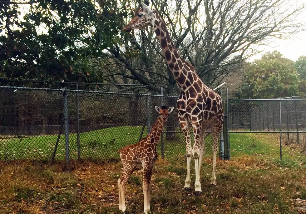 How To See Ocean County’s Very Own Baby Giraffes! [Video]