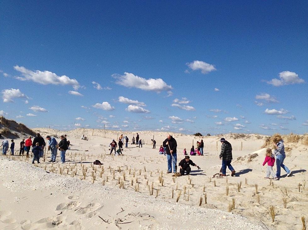 Dune grass planting scheduled for Saturday at Island Beach State Park