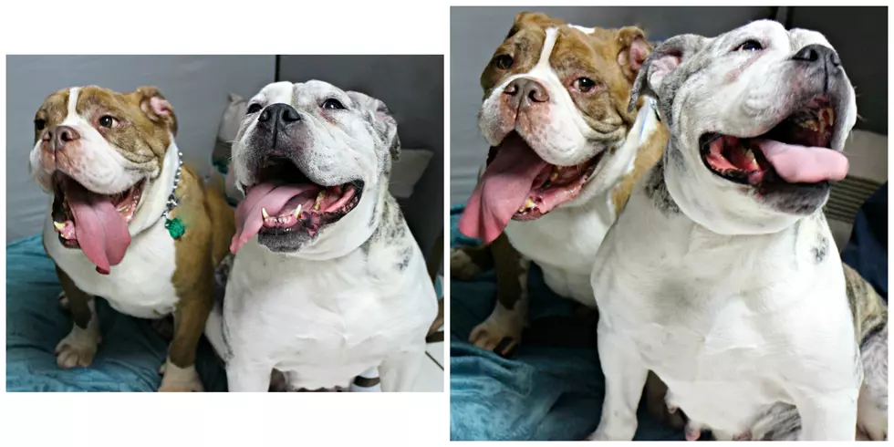 Shawn and Sue’s Ocean County Pet(s) of the Week