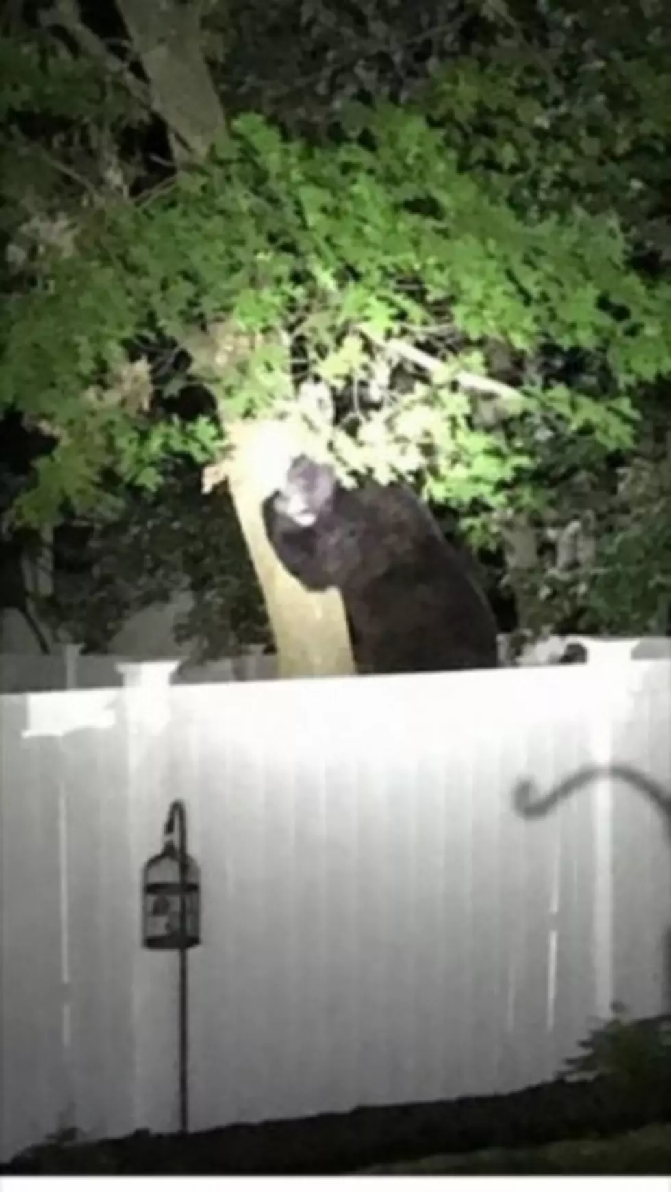 No Lions or Tigers but a bear has been spotted in Manchester Township