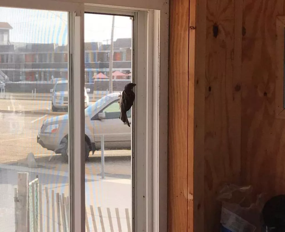 The WOBM Seaside Park Studio Gets An Unexpected Visitor