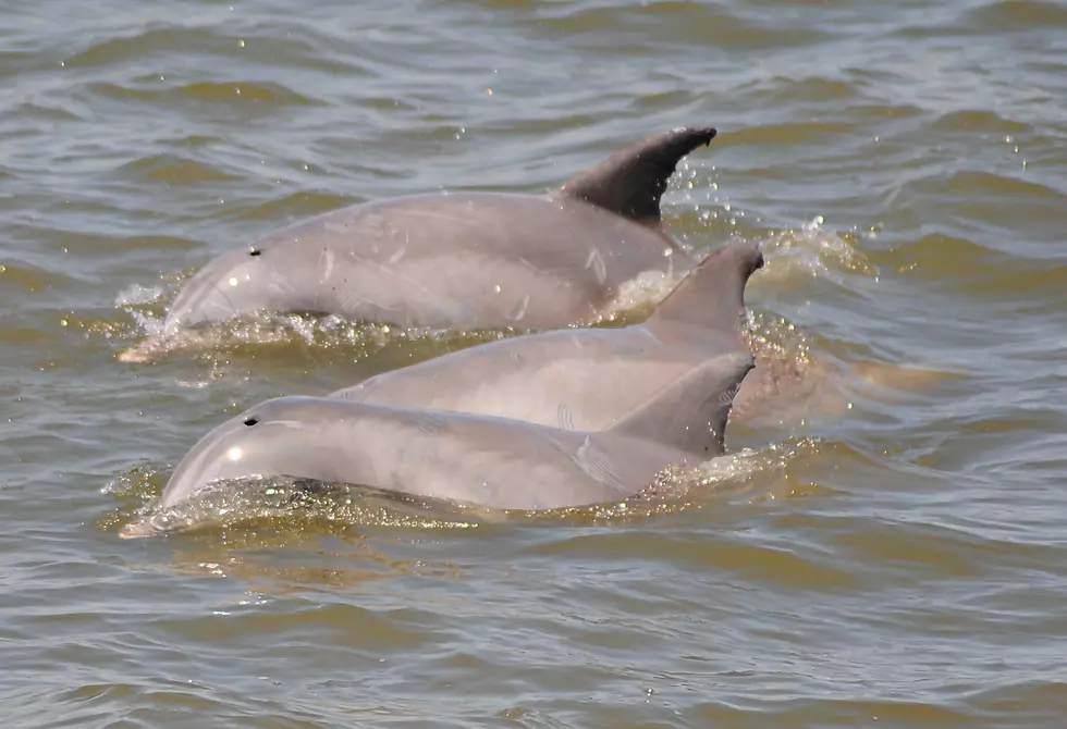 Whale and Dolphin Watching at the Jersey Shore