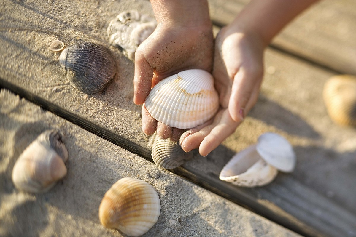 collect seashells here at the Jersey Shore? national seashell day, seashell collectin...