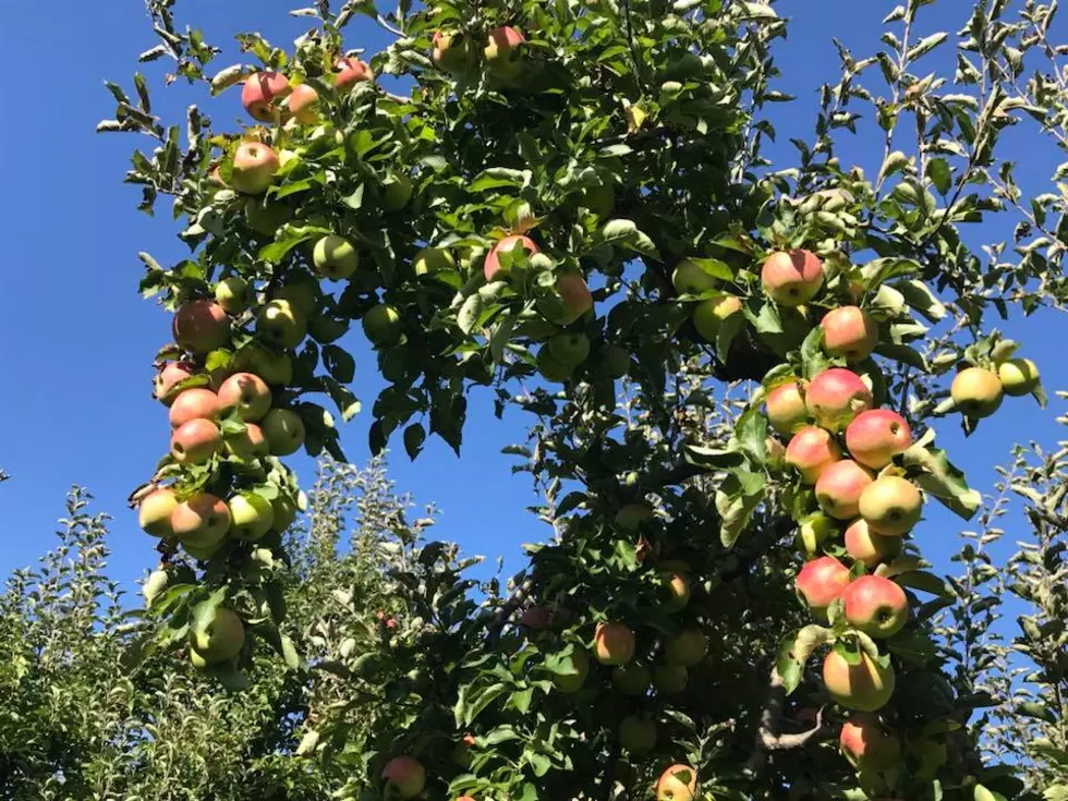 Apples Apples Everywhere!