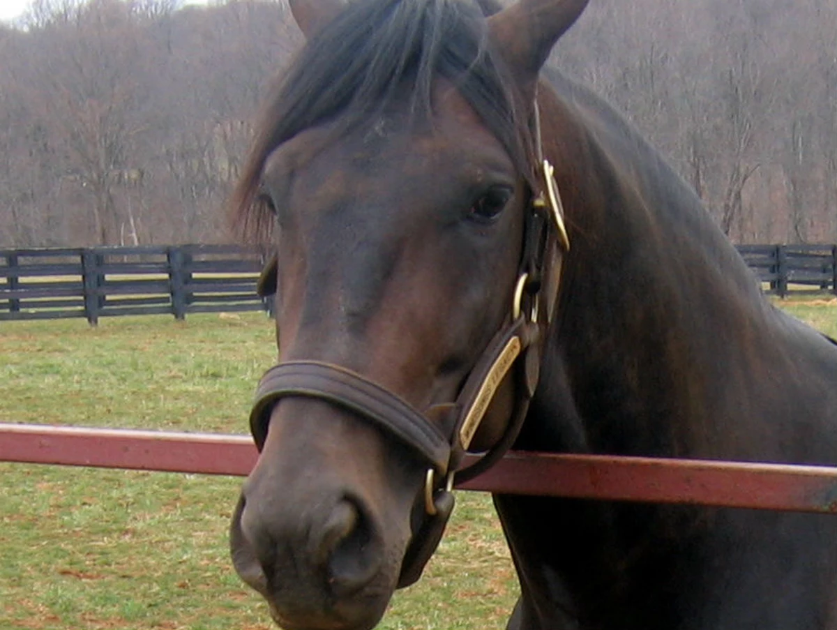 New Jersey horse put down after testing positive for Herpes