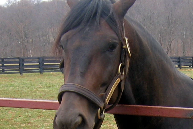 Ocean County Horse Euthanized After Contracting Equine Encephalitis