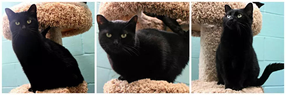 This Black Cat Could Bring You Good Luck &#8211; Meet Donna a Beauty Ready for Her Forever Home