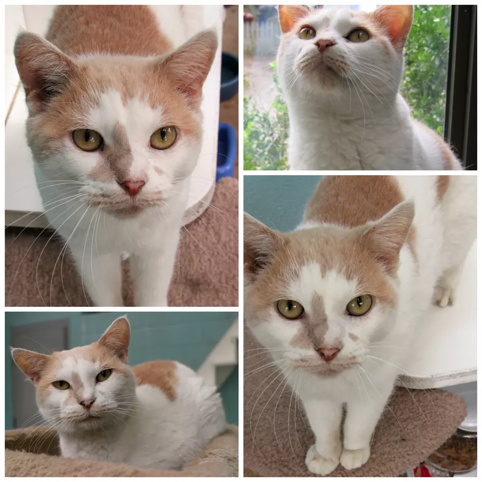 Can You Please Give Kashi the Cat a Forever Home for the Holidays?