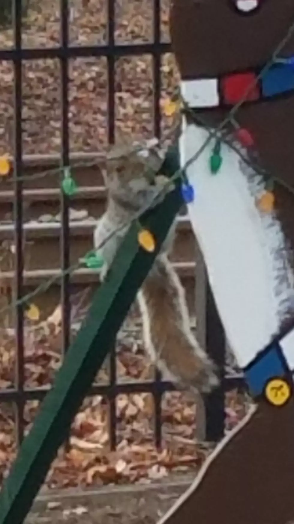 Squirrel “charged” with criminal mischief for breaking holiday lights