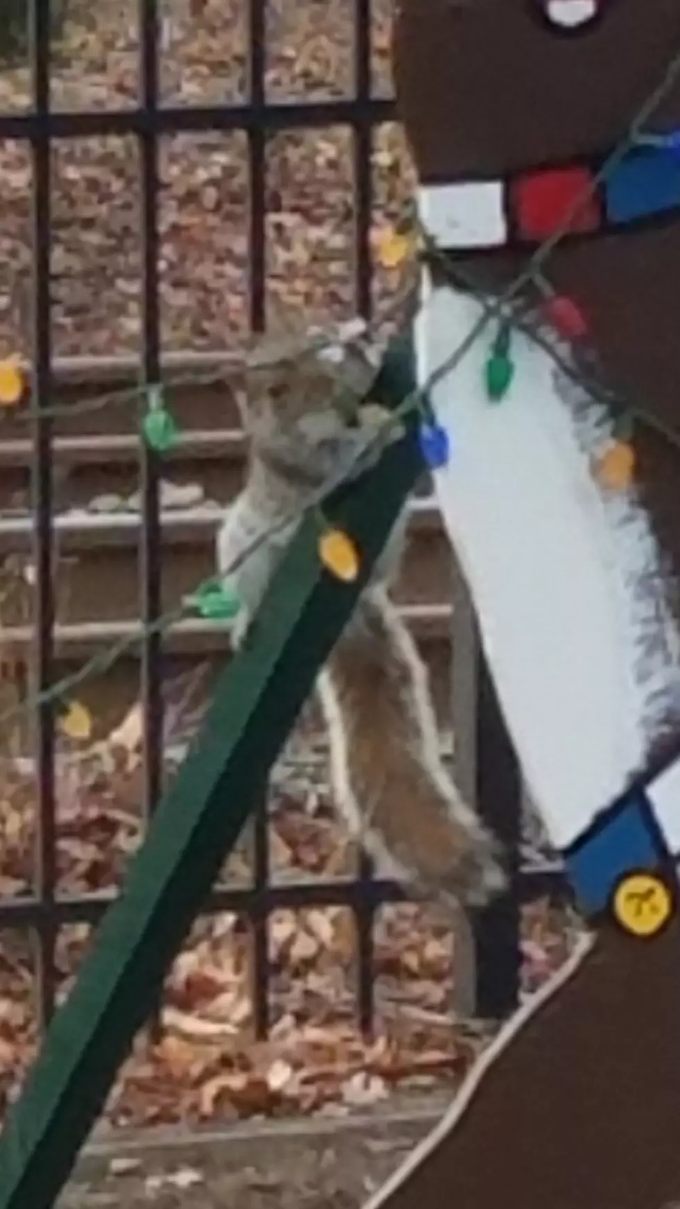 Shore Christmas Light Vandal Caught!