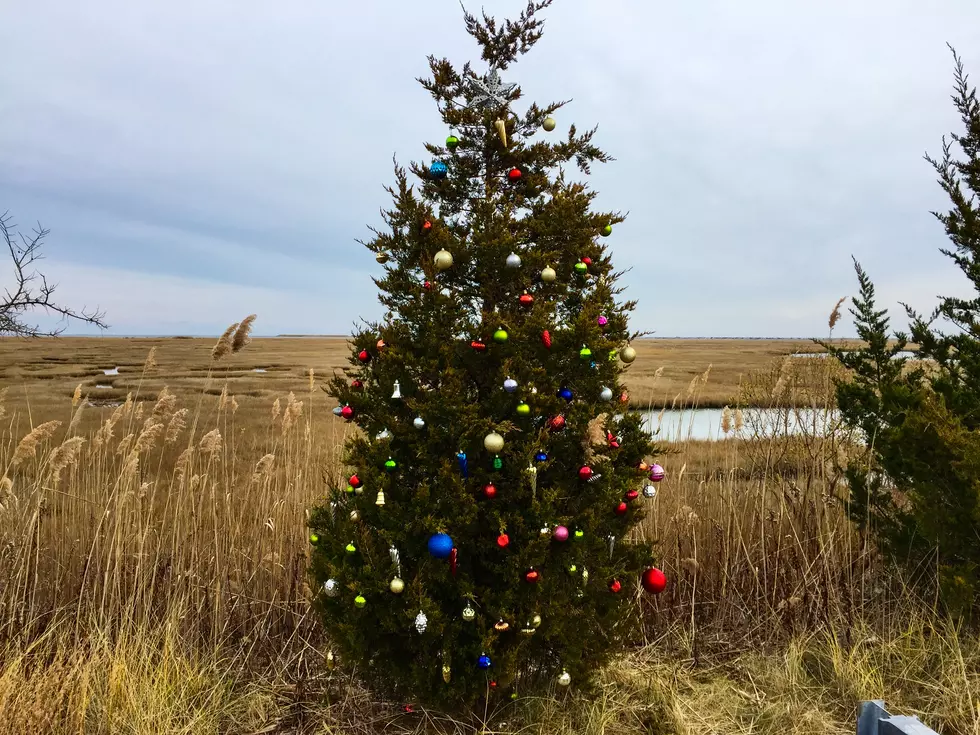 Ocean County Mystery Christmas Tree 