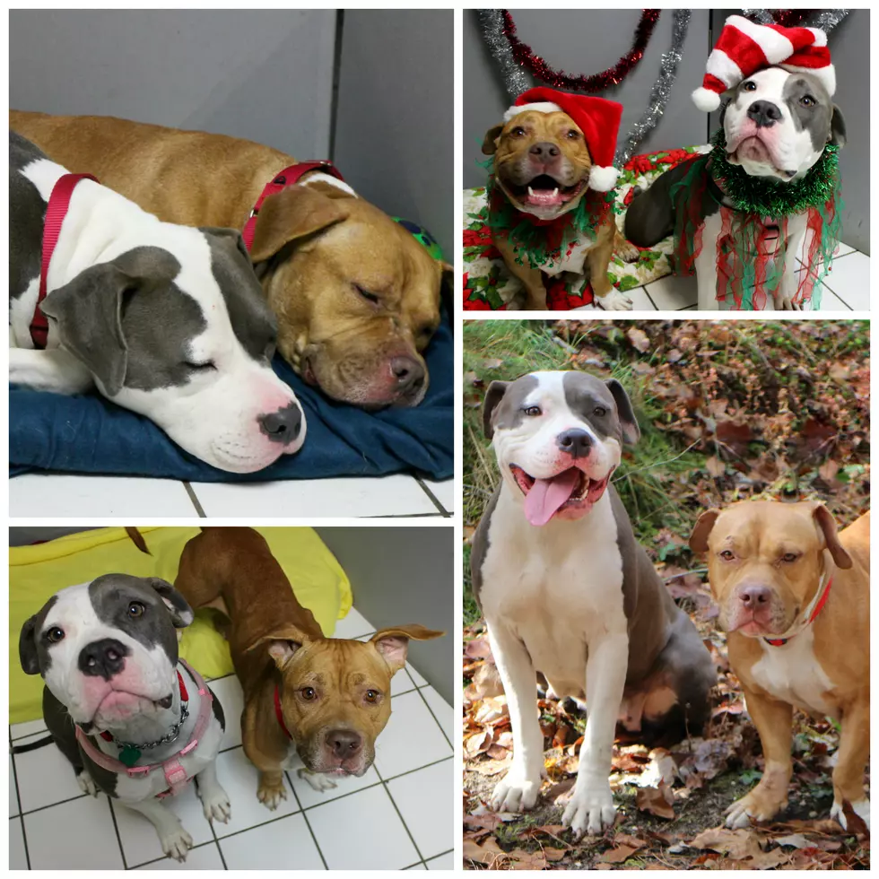 Shawn & Sue’s Ocean County Pet(s) of the Week