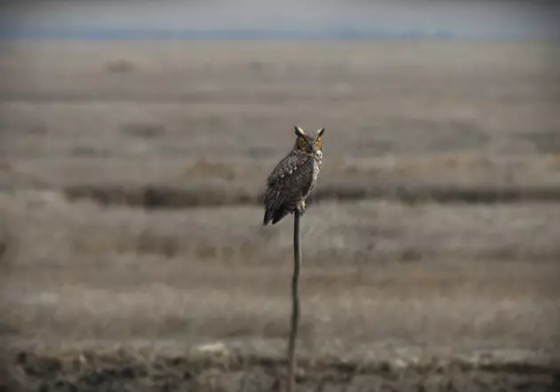 Shawn Spots a Great Horned Owl in Ocean County [VIDEO]