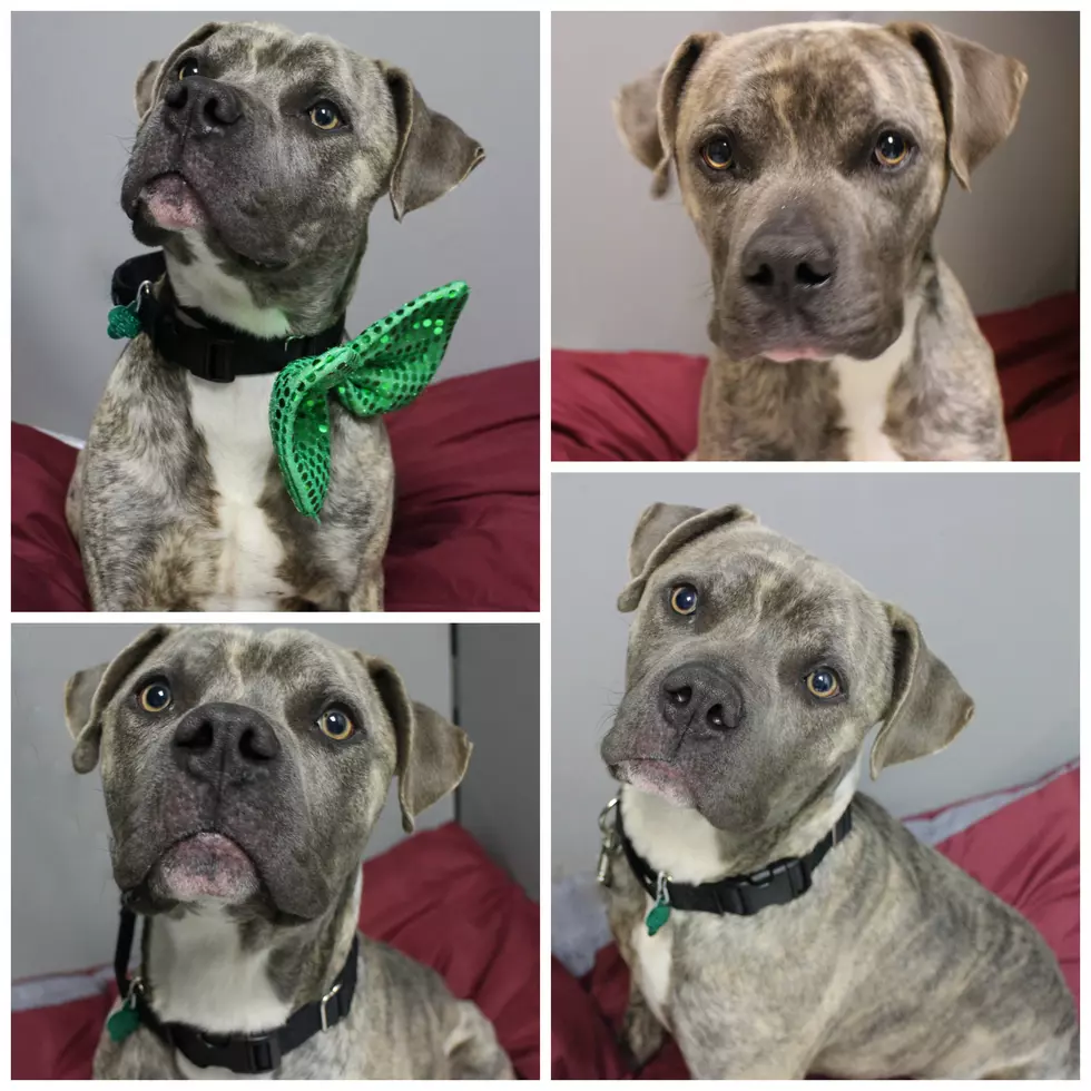 Shawn & Sue’s Ocean County Pet of the Week – Prince