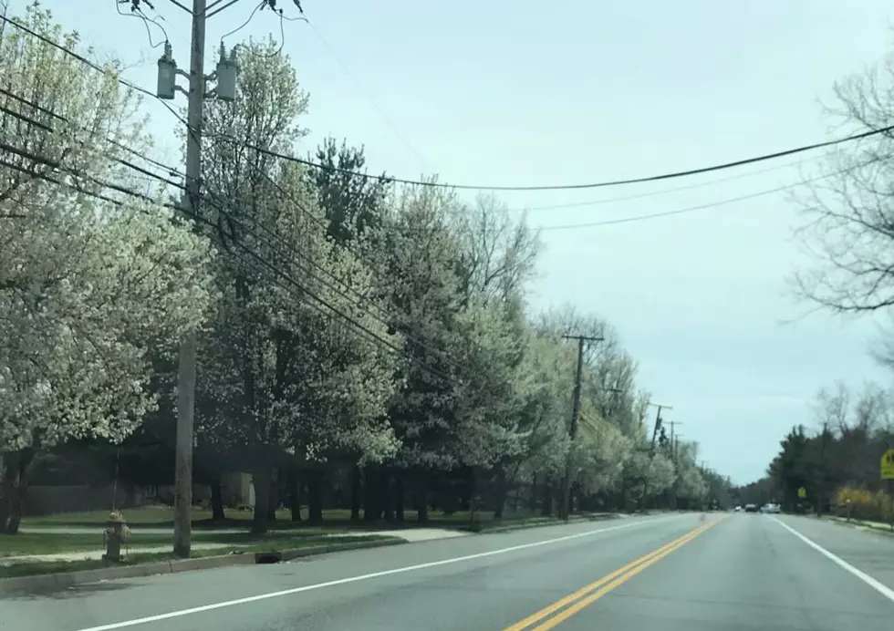 Where Are You Seeing The Signs Of Spring In Ocean County?