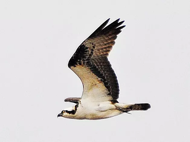 The Osprey&#8217;s Have Returned to the Jersey Shore! Check Out Photos &#038; Video