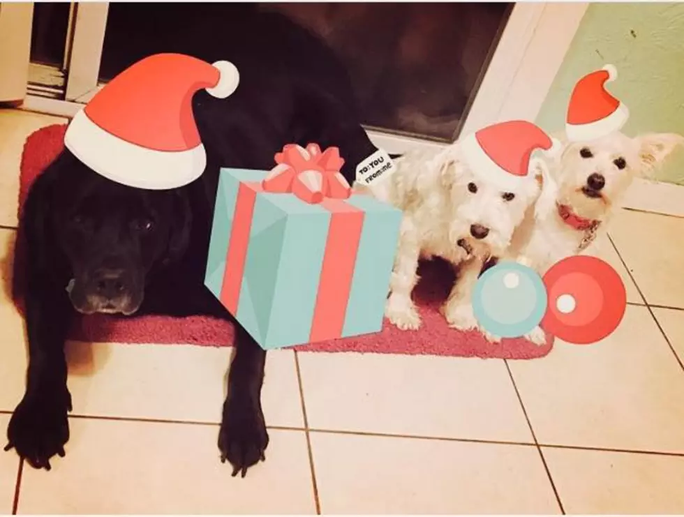 Help a Local Rescue Shelter with Pet Photos With Santa