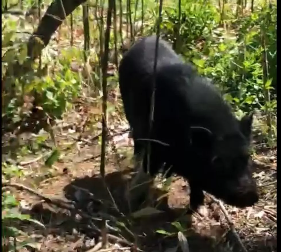 A Bayville Pig On The Loose Captures Ocean County Hearts [Video]