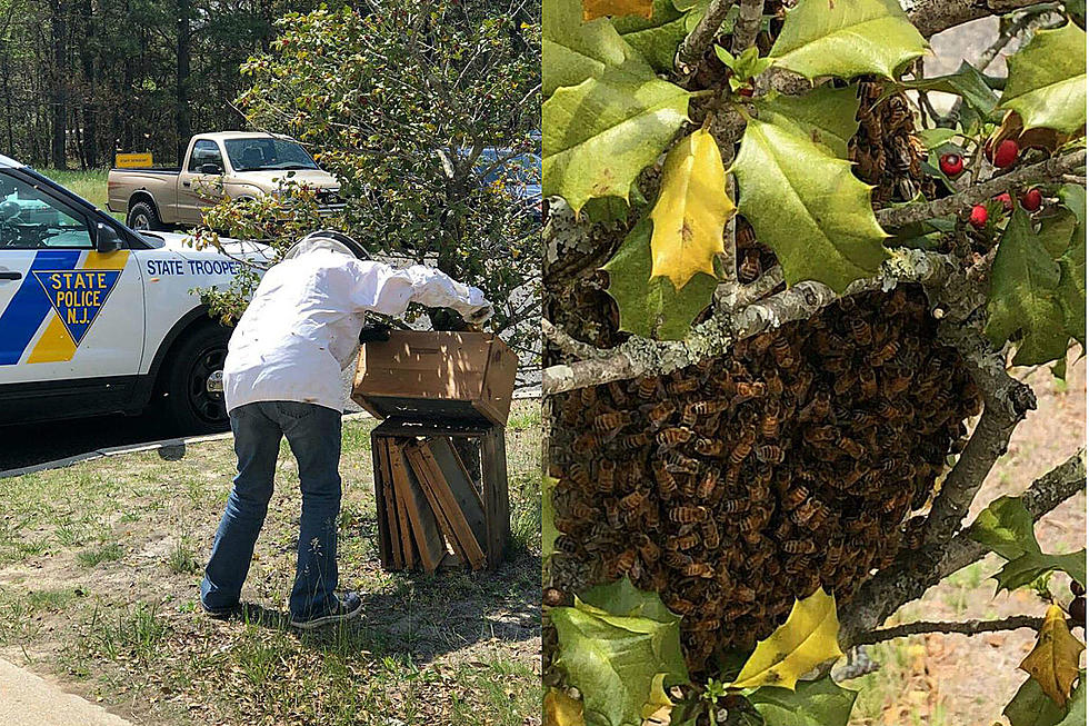 Large beehive has South Jersey Troopers buzzing