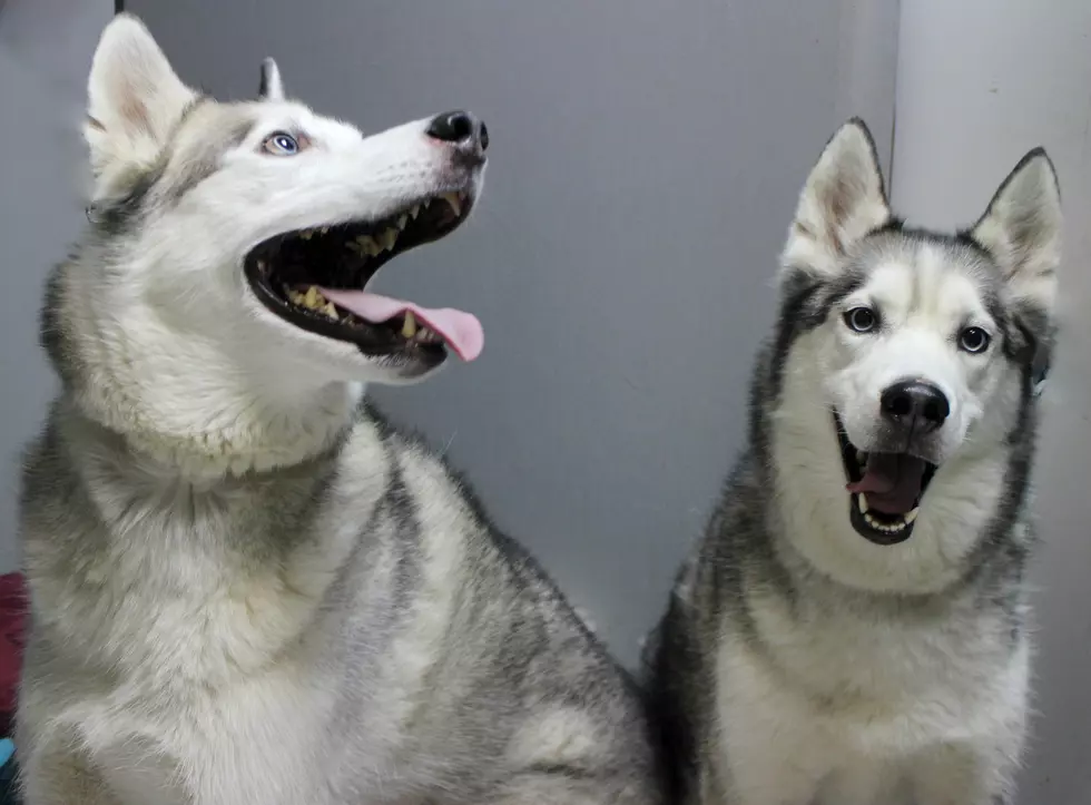 Sweet Pair Needs Their Forever Home; Pet of the Week