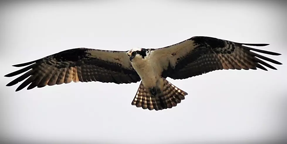 The Jersey Shore Ospreys – Our Seahawk [VIDEO]