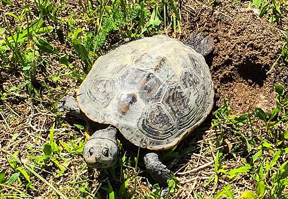 Turtle gets verbal warning after holding up traffic in Long Branch