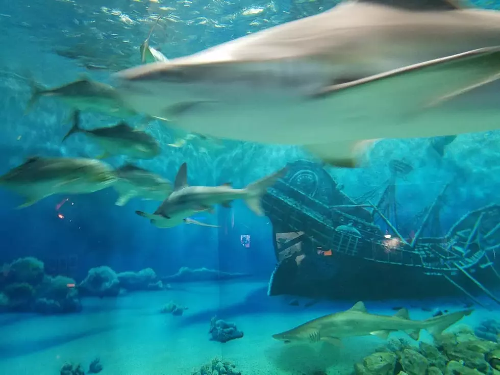 VIDEO: Uncovering the truth about sharks