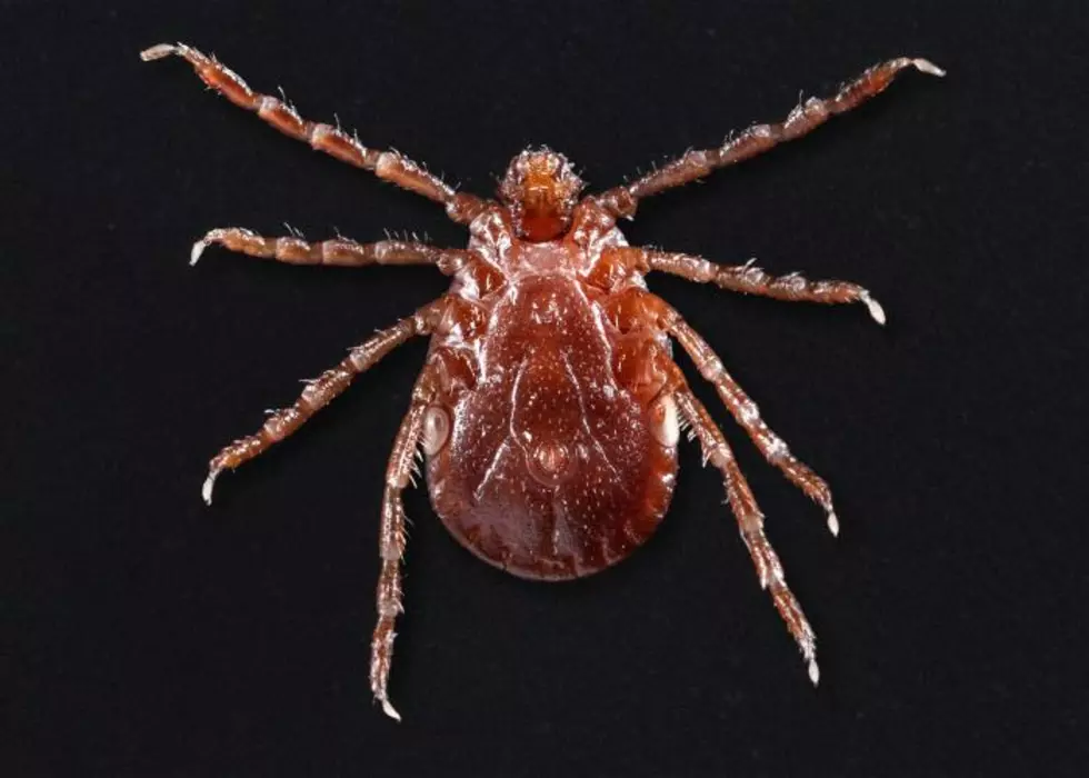 Longhorned Tick has been spotted in Monmouth County