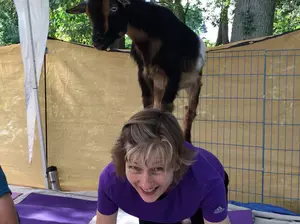 Doing Yoga With Goats&#8230;Yes It&#8217;s a Thing in New Jersey