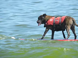 Surfing Dogs and Sandy Paws for Clean Ocean Action