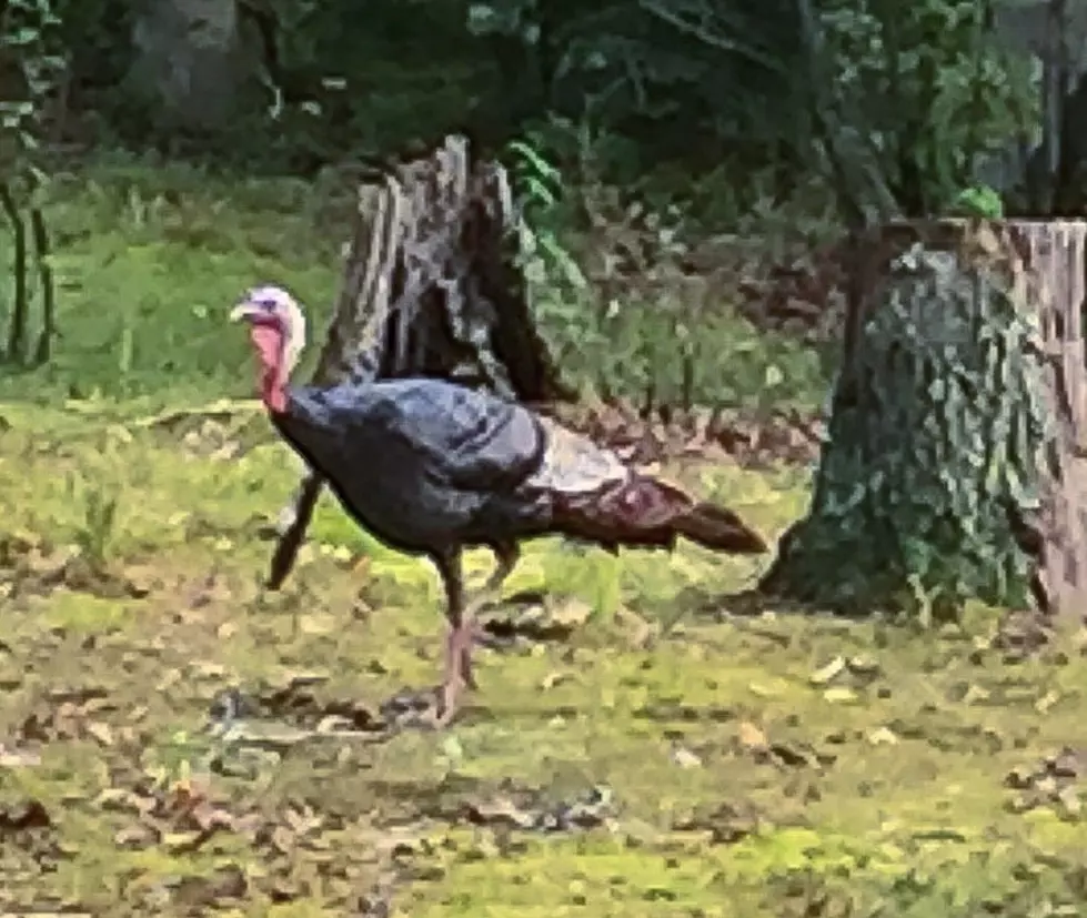 Have YOU Spotted Wild Turkeys in Ocean and Monmouth Counties?