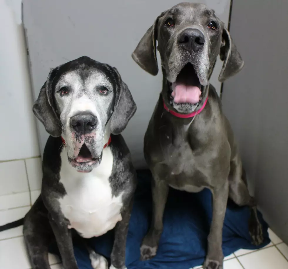 Sisters Searching for a Sweet Home – Pet of the Week