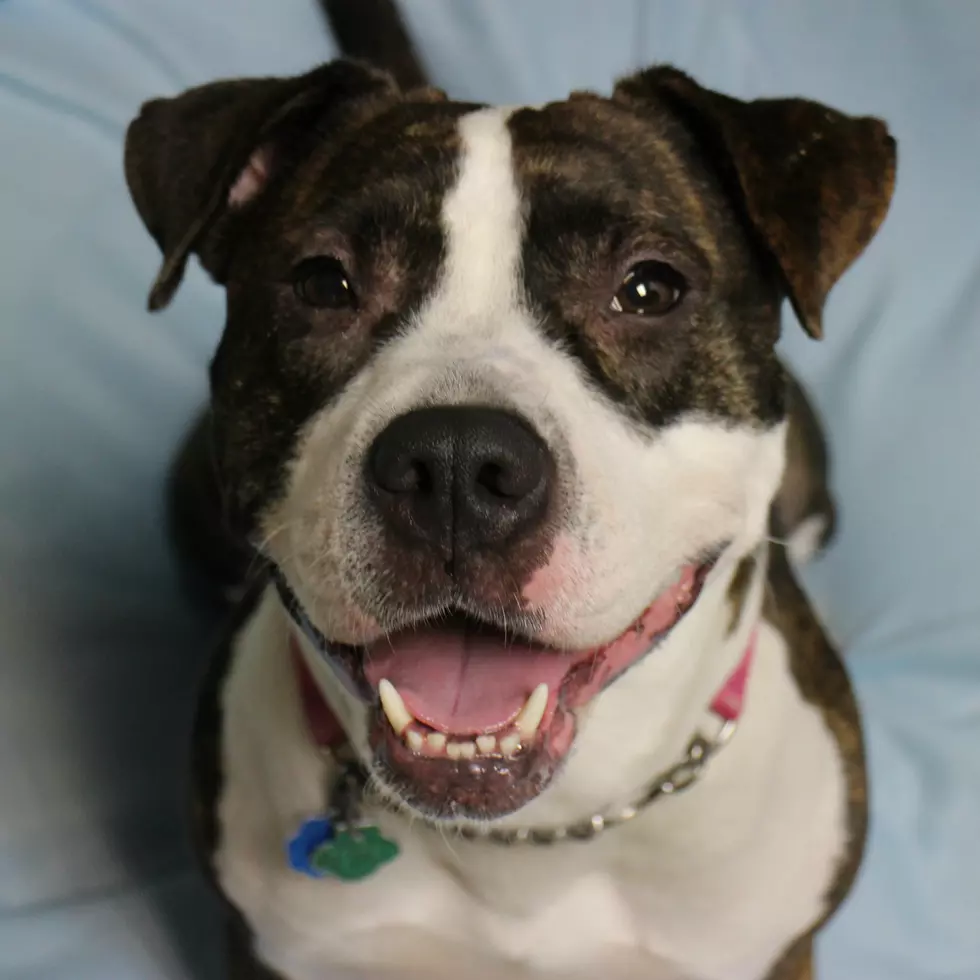 Meet Ginger, Our Smiling Rescue for the Week