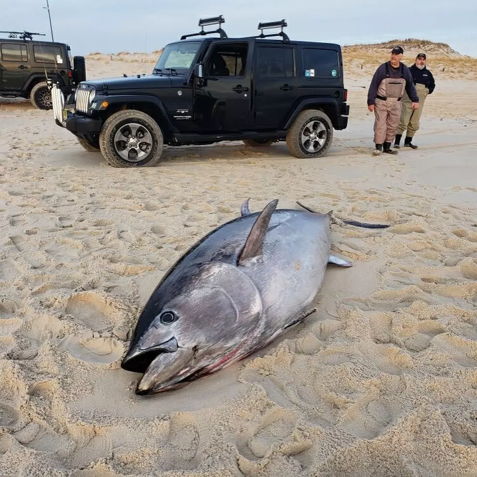 Big Tuna found at Island Beach State Park!